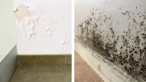Traitement de l'humidité et moisissures à Mahalon (29790)
